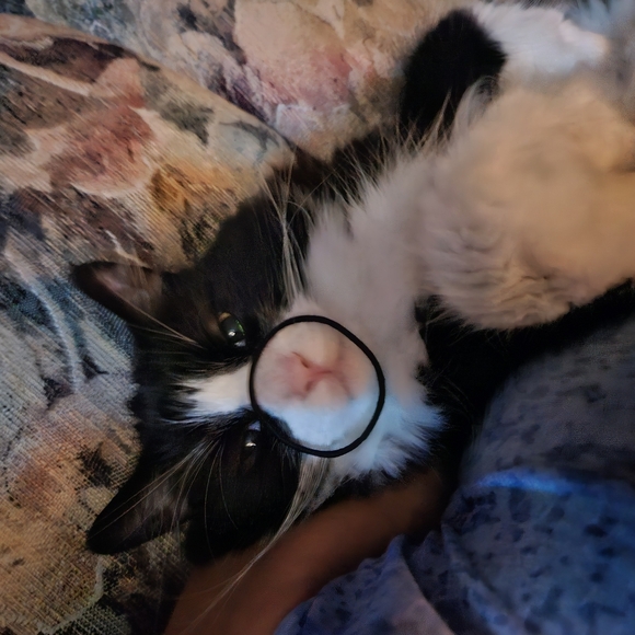 Cat Holding Mommys Hairpiece Poshmark